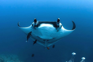 Płaszczka Płaszczka